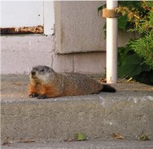 Marmota monax (Groundhog)