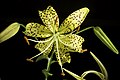 Lilium lancifolium var. flaviflorum