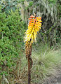  Kniphofia foliosa, Éthiopie