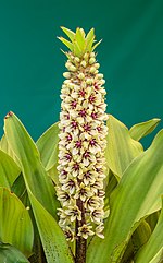 Thumbnail for File:Eucomis montana (Ananas lelie). 06-08-2020 (d.j.b.) 01.jpg