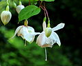 Fuchsia 'Pink Marshmellow'.