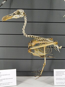 Larus marinus (cat.) Bird skeletons