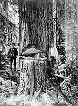 logging in Lower Columbia, Oregon, around 1905