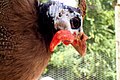 A Guinea fowl at Binder Park Zoo.