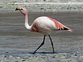 Phoenicopteridae (cat.)