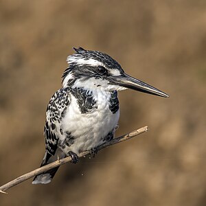 Ceryle rudis leucomelanurus (Pied kingfisher)