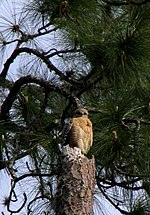 Thumbnail for File:Red-shouldered Hawk - Hillsborough River State Park.jpg