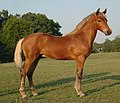 English: A Brown Silver Morgan horse. Deutsch: Morgan: Brauner mit silver dapple.