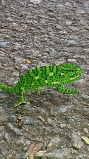 Thumbnail for File:A Green Chameleon.jpg