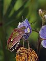 Uoginė skydblakė Dolycoris baccarum