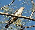 Deutsch: Kukucke English: Cuckoos Cuculidae (cat.)