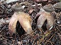 Geastrum fornicatum