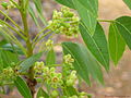 Flowers; Western Ghats, India