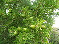 Foliage, flowers, immature fruit; near Agadir, Morocco