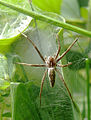 Paprastasis guolininkas Pisaura mirabilis, female