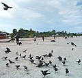 Trinquemalay, retour des pêcheurs au Sri-Lanka (5)