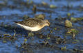 Calidris ferruginea