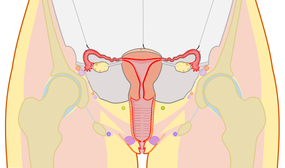 File:Scheme female reproductive non-labels.svg