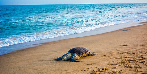 sea turtle near of Auroville