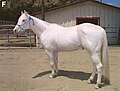 Camarillo White Horse