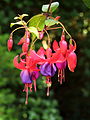 Fuchsia 'Multa'.