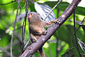 Sacha Lodge, Ecuador