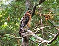 Thumbnail for File:Redshoulderedhawk.jpg