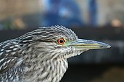 Young black-crowned night heron