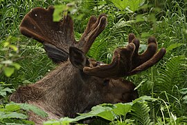 Eagle River Nature Center