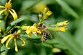 Western honey bee (Apis melifera) collecting nectar from St John's wort (Hypericum perforatum)