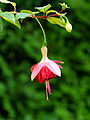 Fuchsia 'Minie Wildspieker'.