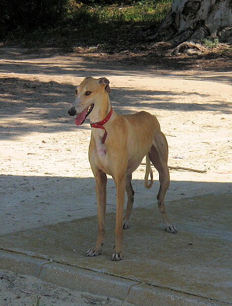 File:Galgo español hembra 01.jpg