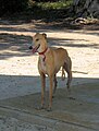 Galgo Español hembra/female