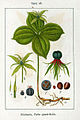 Paris quadrifolia vol. 1 - plate 45 in: Jacob Sturm: Deutschlands Flora in Abbildungen (1796)