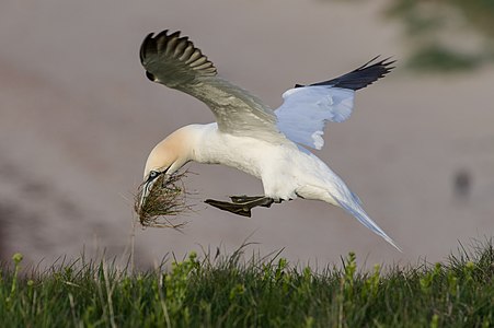 Northern Gannet with nest material