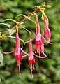 Fuchsia 'Henkelly's Consiva'.