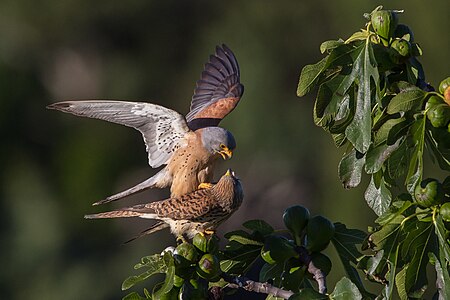 Falco naumanni (Lesser Kestrel)