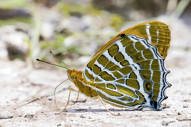 File:Close wing moisture sucking of Argynnis childreni (Gray, 1831) - Large Silverstripe WLB.jpg