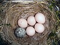 English: A Brown-headed Cowbird (Molothrus ater) egg in an Eastern Phoebe (Sayornis phoebe) nest. Deutsch: Das Ei eines Braunkopf-Kuhstärlings (Molothrus ater) im Nest eines Weißbauch-Phoebetyranns (Sayornis phoebe) zusammen mit dessen fünf Eiern.