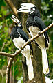 Deutsch: Nashornvögel English: Hornbills Bucerotidae (cat.)