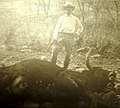 Burnham shoots bull in order to save a threatened backer, Senora, Mexico, April 6, 1907.