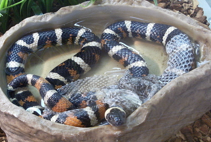 File:California Mountain King Snake Shedding Its Skin.jpg