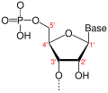 Deutsch: Allgemeine Struktur der Nukleotide English: Generic structure of nucleotides