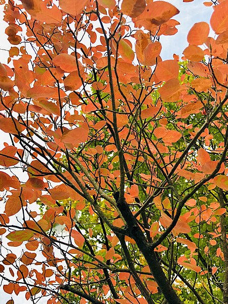 File:Autumn leaves orange.jpg