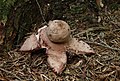 Geastrum rufescens