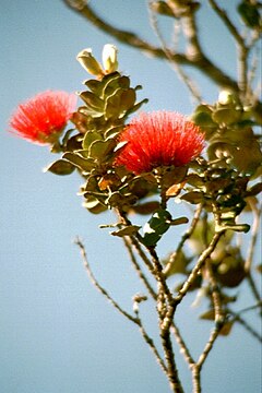 "Lehua_blossoms_hawaii_01.jpg" by User:ThT