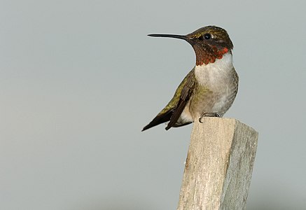 ♂ Archilochus colubris (Ruby-throated Hummingbird)