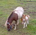 Category:Miniature Shetland pony