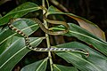 Dendrelaphis nigroserratus - Kaeng Krachan National Park