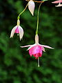 Fuchsia 'Kit Oxtoby'.